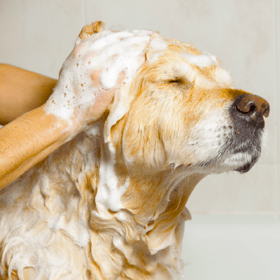 Pet Bathing